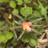 Portulaca tuberosa Roxb.